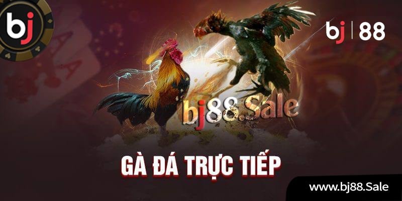 ĐÁ GÀ TRỰC TIẾP - THOMO888