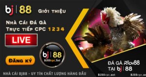 Đá gà thomo - #daga [Ảnh Đá Gà Thomo từ Nhà Cái BJ88]