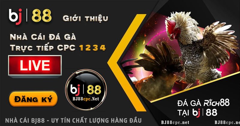 Đá gà thomo - #daga [Ảnh Đá Gà Thomo từ Nhà Cái BJ88]